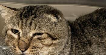 Rave -  Tabby Cat for Adoption in Stockton, California - Rave | PetCurious