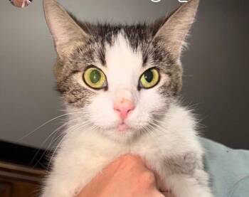 Tabby Cats Available for Adoption in Anthem, Arizona - Noodle - Mama Noodle Litter | PetCurious