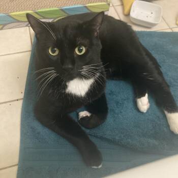 Catson -  Domestic Short Hair Cat for Adoption in Piedmont, California - Catson | PetCurious