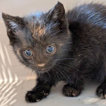 Rescue Domestic Short Hair Cats for Adoption in Lynchburg, Virginia - Tonka | PetCurious