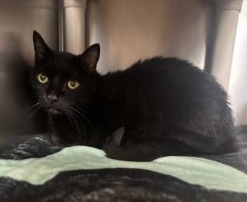 Rescue Domestic Short Hair Cats for Adoption in Pomona, New York - Saturn | PetCurious