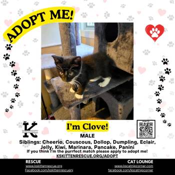 Clove -  Domestic Short Hair Cat Available for Adoption in OSBORNVILLE, New Jersey - Clove | PetCurious