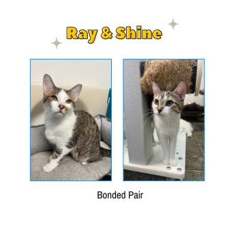 Domestic Short Hair Cats Available for Adoption - Ray & Shine (Bonded Pair) | PetCurious