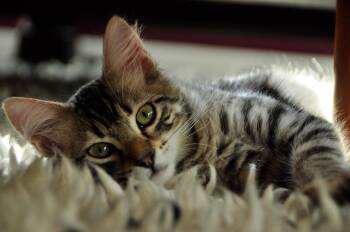 Baby Grogu -  Domestic Medium Hair Cat for Adoption in Los Angeles, California - Baby Grogu | PetCurious