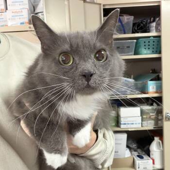Banana Pudding -  Domestic Short Hair Cat for Adoption in Columbia, South Carolina - Banana Pudding | PetCurious