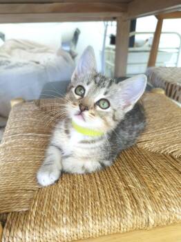 Domestic Short Hair Cats Available for Adoption in Villa Park, California - Luca | PetCurious