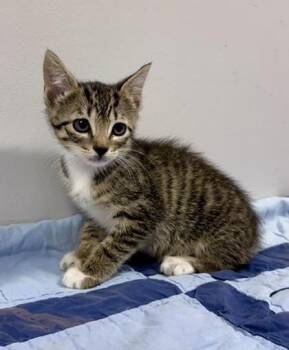 Hamburger -  Domestic Short Hair Cat for Adoption in Watkinsville, Georgia - Hamburger | PetCurious