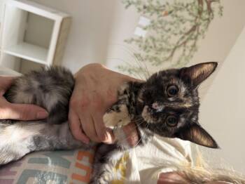 Sneezy -  Domestic Short Hair Cat for Adoption in Courtenay, British Columbia - Sneezy | PetCurious