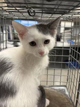 MICHAEL JACKSON -  Domestic Short Hair Cat for Adoption in Las Vegas, Nevada - MICHAEL JACKSON | PetCurious