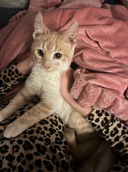 Chicago Bean -  Domestic Short Hair Cat Available for Adoption in Mokena, Illinois - Chicago Bean | PetCurious