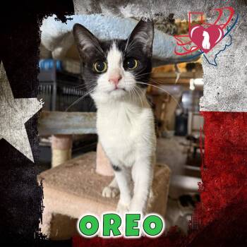 Rescue Domestic Short Hair Cats for Adoption in Kingman, Arizona - Cookie/Oreo | PetCurious