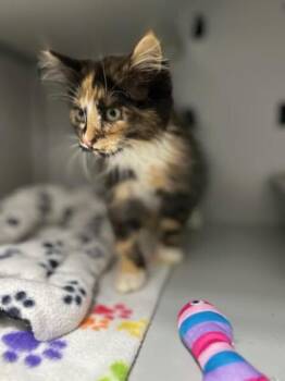 Overstimulated -  Domestic Long Hair Cat for Adoption in Dayton, Minnesota - Overstimulated | PetCurious