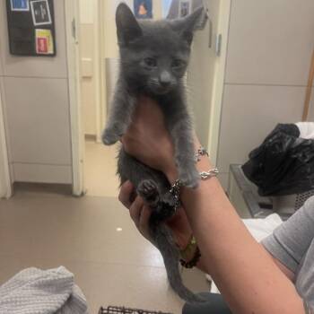 Mwuahaha -  Domestic Short Hair Cat for Adoption in Chicago, Illinois - Mwuahaha | PetCurious