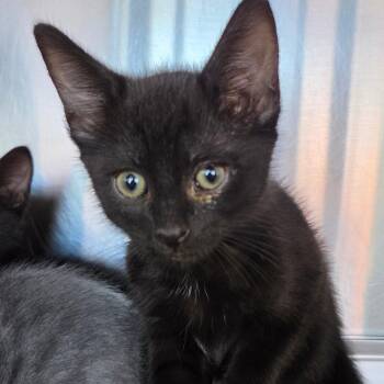 Rapunzel -  Domestic Short Hair Cat for Adoption in Asheville, North Carolina - Rapunzel | PetCurious
