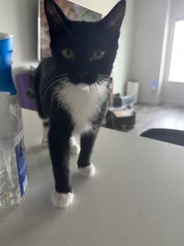 Mojito -  Domestic Short Hair and Tuxedo Cat for Adoption in Cottonwood Heights, Utah - Mojito | PetCurious