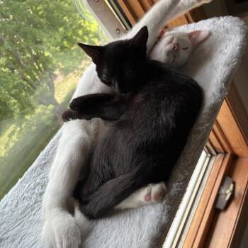 Publix C70727 -  Domestic Short Hair Cat for Adoption in Minnetonka, Minnesota - Publix C70727 | PetCurious