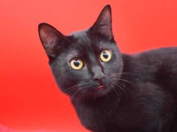 Rescue Domestic Short Hair Cats for Adoption in Portland, Oregon - Nyx | PetCurious