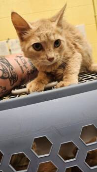 Baby Carrot -  Domestic Short Hair Cat for Adoption in Crossville, Tennessee - Baby Carrot | PetCurious