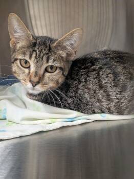 Olly -  Domestic Short Hair Cat for Adoption in Springfield, Tennessee - Olly | PetCurious