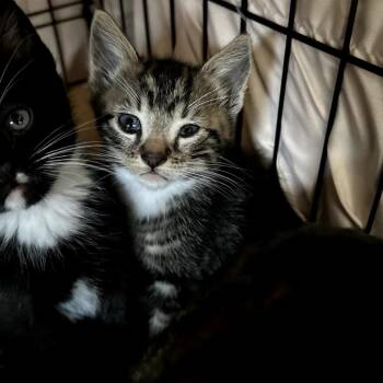 Domestic Medium Hair Cats Available for Adoption in Long Beach, California - Walker | PetCurious