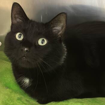 Charmer -  Domestic Short Hair Cat for Adoption in Matteson, Illinois - Charmer | PetCurious