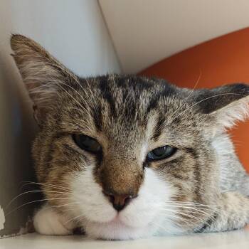 Winston -  Domestic Short Hair Cat for Adoption in Bentonville, Arkansas - Winston | PetCurious
