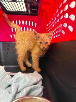 Suede -  Domestic Short Hair Cat for Adoption in Van Wert, Ohio - Suede | PetCurious