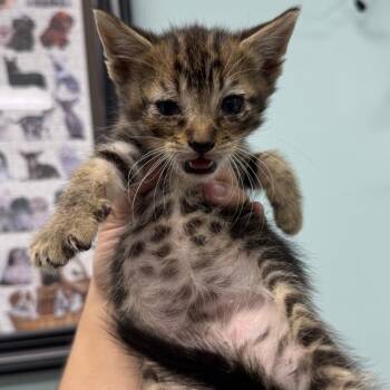 Alex -  Domestic Short Hair Cat for Adoption in Buffalo, New York - Alex | PetCurious