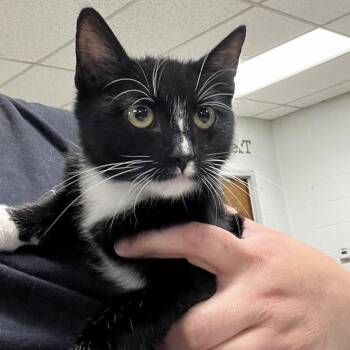 Mime-C -  Domestic Short Hair Cat for Adoption in East St. Louis, Illinois - Mime-C | PetCurious