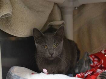 Rescue Domestic Short Hair Cats for Adoption in Pasadena, California - SLINKY | PetCurious