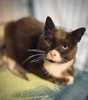 Domestic Short Hair Cats Available for Adoption - Drake | PetCurious