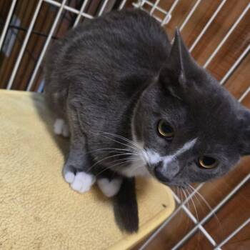 Domestic Medium Hair Cats Available for Adoption in Galax, Virginia - Breeze(Suiter 5) | PetCurious