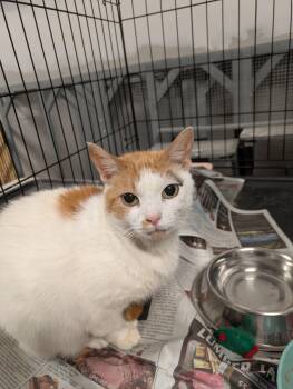 Rescue Domestic Short Hair Cats for Adoption in Montclair, New Jersey - Betony | PetCurious