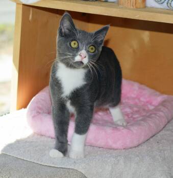 GROOVY-NO ADOPTION FEE -  Domestic Short Hair Cat for Adoption in San Clemente, California - GROOVY-NO ADOPTION FEE | PetCurious