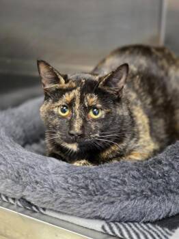 American Bobtail Cats Available for Adoption - Templer | PetCurious