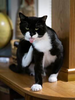 Bart -  Domestic Short Hair Cat for Adoption in Seattle, Washington - Bart | PetCurious