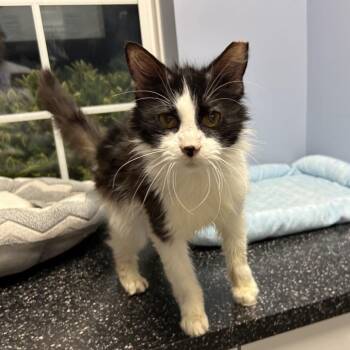 Domestic Long Hair Cats Available for Adoption in Oyster Bay, New York - Sally | PetCurious