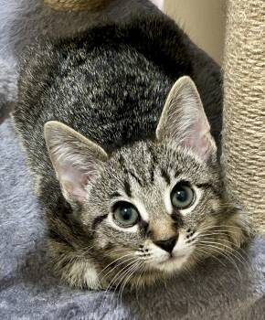 Penny -  Domestic Short Hair Cat for Adoption in Fayetteville, North Carolina - Penny | PetCurious