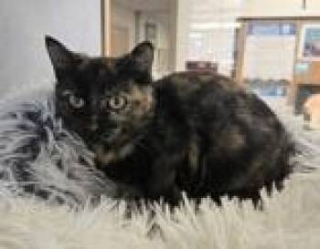 Rescue Domestic Short Hair Cats for Adoption in Eagle, Colorado - Starlight | PetCurious