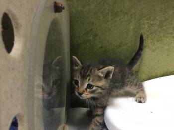 Domestic Short Hair Cats Available for Adoption in Riverside, California - SUN | PetCurious