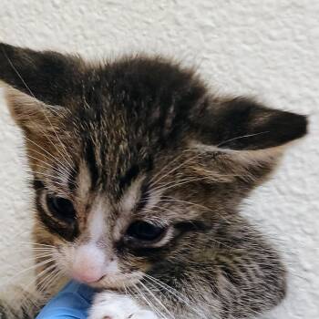 Andy -  Domestic Short Hair Cat for Adoption in Palestine, Texas - Andy | PetCurious