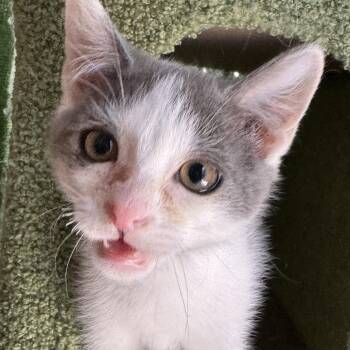 Dilwyn -  Domestic Short Hair Cat for Adoption in Powdersville, South Carolina - Dilwyn | PetCurious