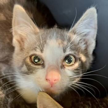Rescue Domestic Short Hair Cats for Adoption in Norfolk, Virginia - Lansing | PetCurious