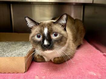 JAVI -  Snowshoe Cat Available for Adoption in Fort Wayne, Indiana - JAVI | PetCurious