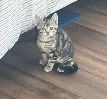 Ollie -  Domestic Short Hair Cat for Adoption in Millcreek, Utah - Ollie | PetCurious