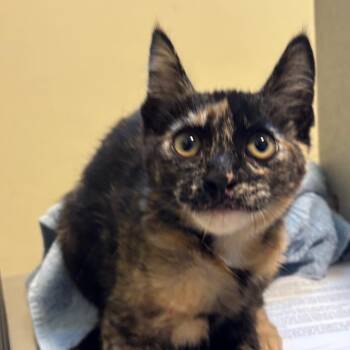 Everything Bagel -  Domestic Short Hair Cat for Adoption in Pasadena, California - Everything Bagel | PetCurious