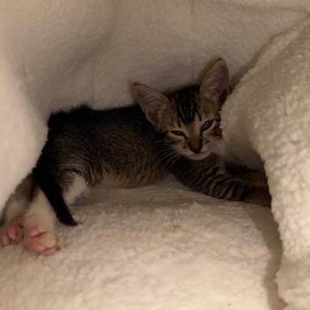 Domestic Short Hair Cats Available for Adoption in Wahiawa, Hawaii - Flapjack | PetCurious