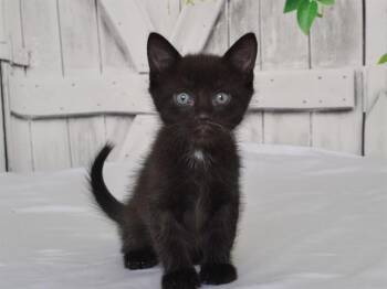 QUASIMODO -  Domestic Medium Hair and Domestic Short Hair Cat for Adoption in Oroville, California - QUASIMODO | PetCurious