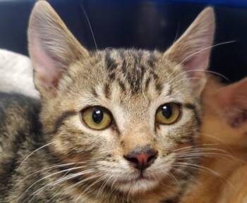 Cosmos -  Domestic Short Hair Cat for Adoption in Kansas City, Missouri - Cosmos | PetCurious