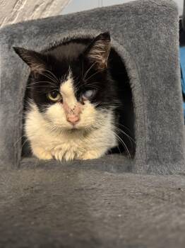 Domestic Long Hair Cats Available for Adoption - Baked Potato | PetCurious